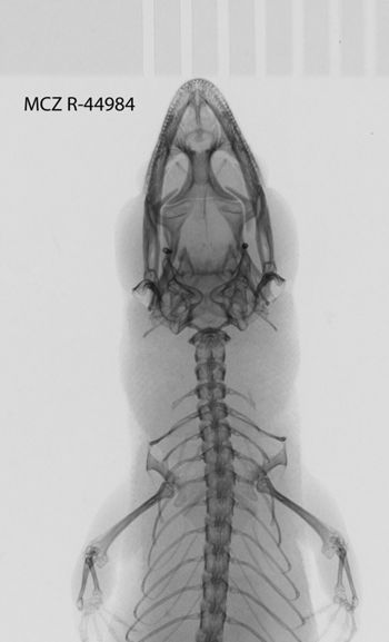 Media type: image;   Herpetology R-44984